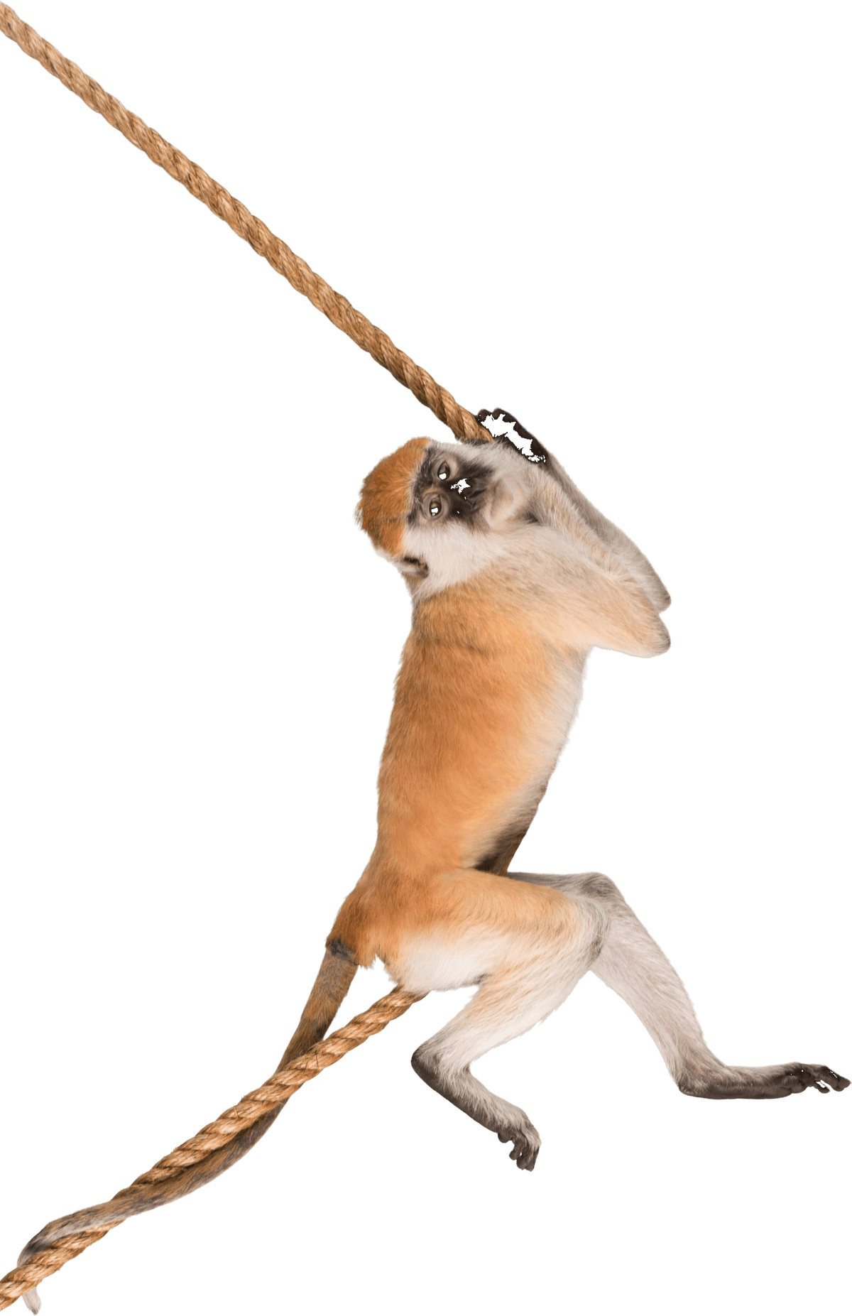 Monkey swinging